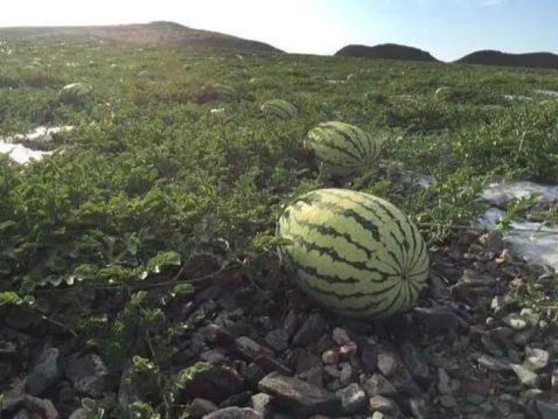 宁夏硒砂瓜，金城五号西瓜，甘甜解渴，大红瓤小薄皮
