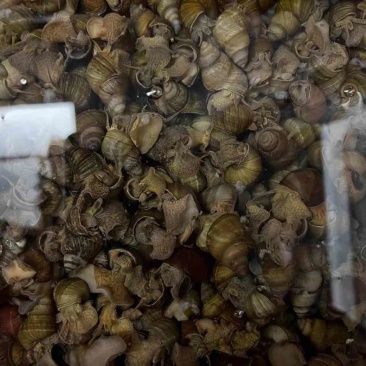 食用螺大批量走起