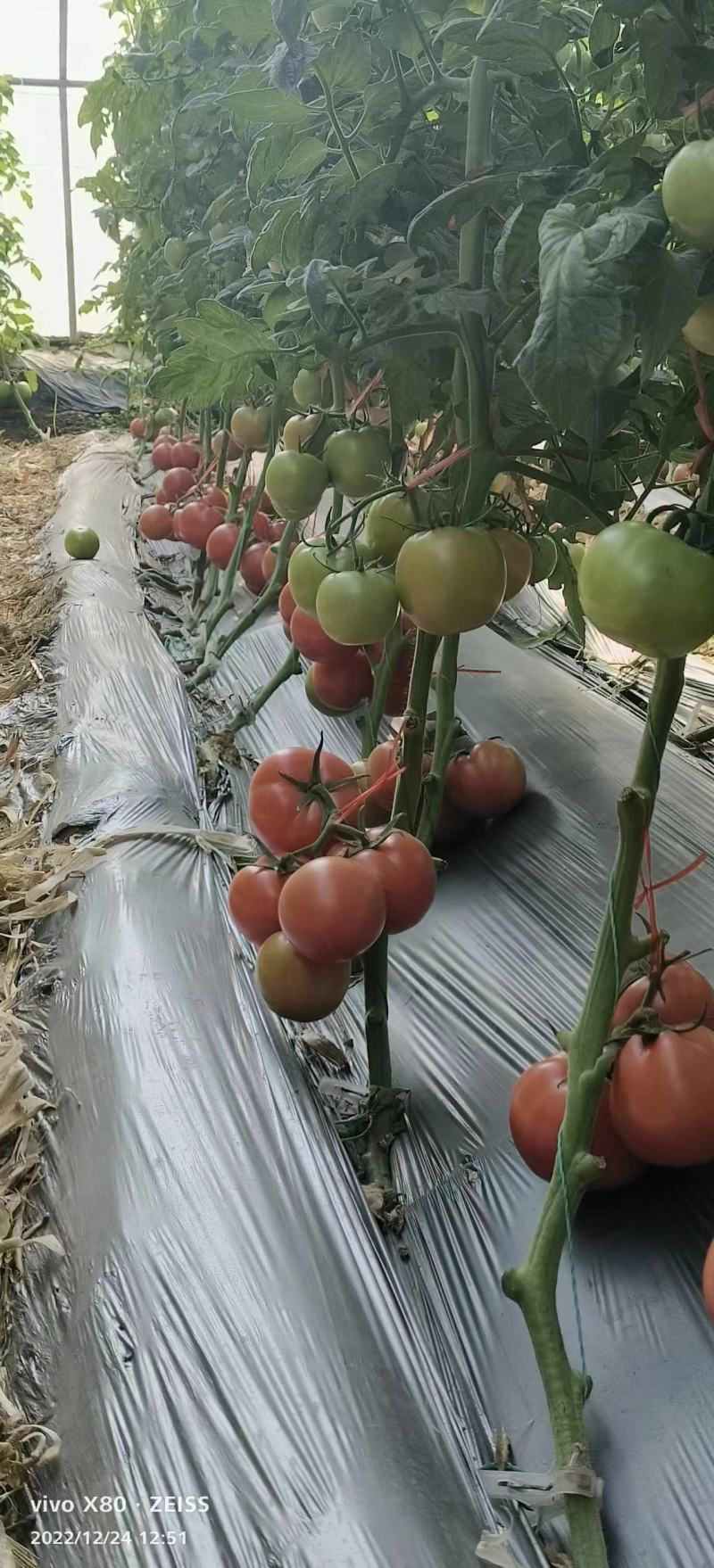 早熟西红柿，石头果红果番茄苗，高抗死棵线虫，抗TY包成活