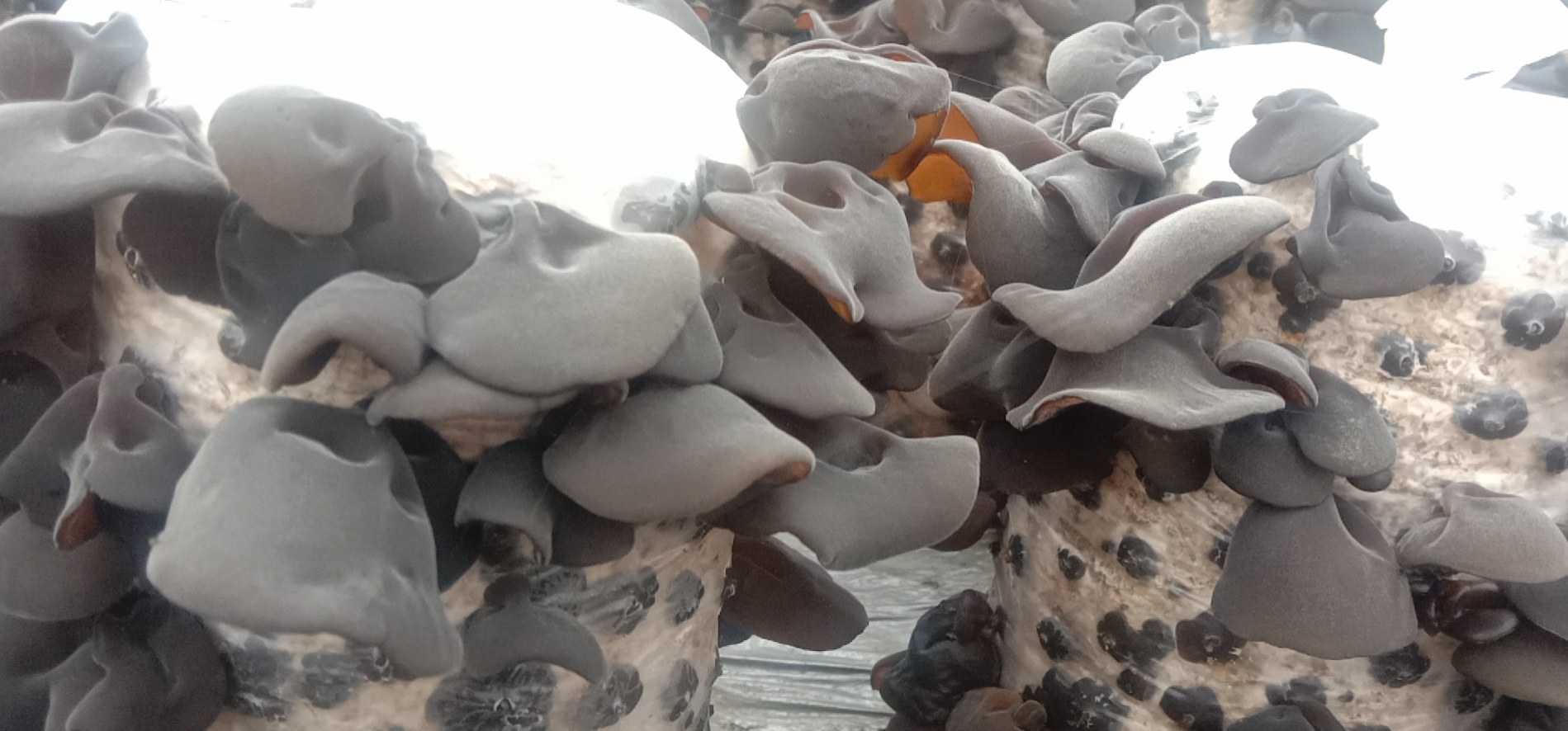 展示黑木耳从采收到加工的全过程流程图 黑木耳采收与加工流程图