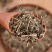 香薷草新货500克薷香草中药材香茹草香需香儒草药包邮多