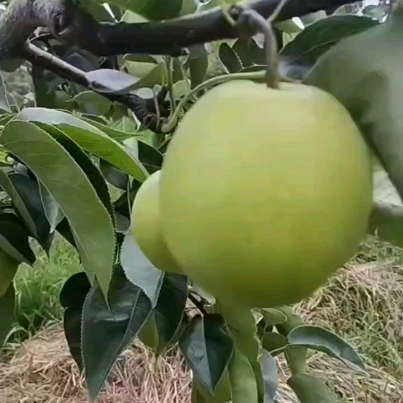 苍溪翠冠梨