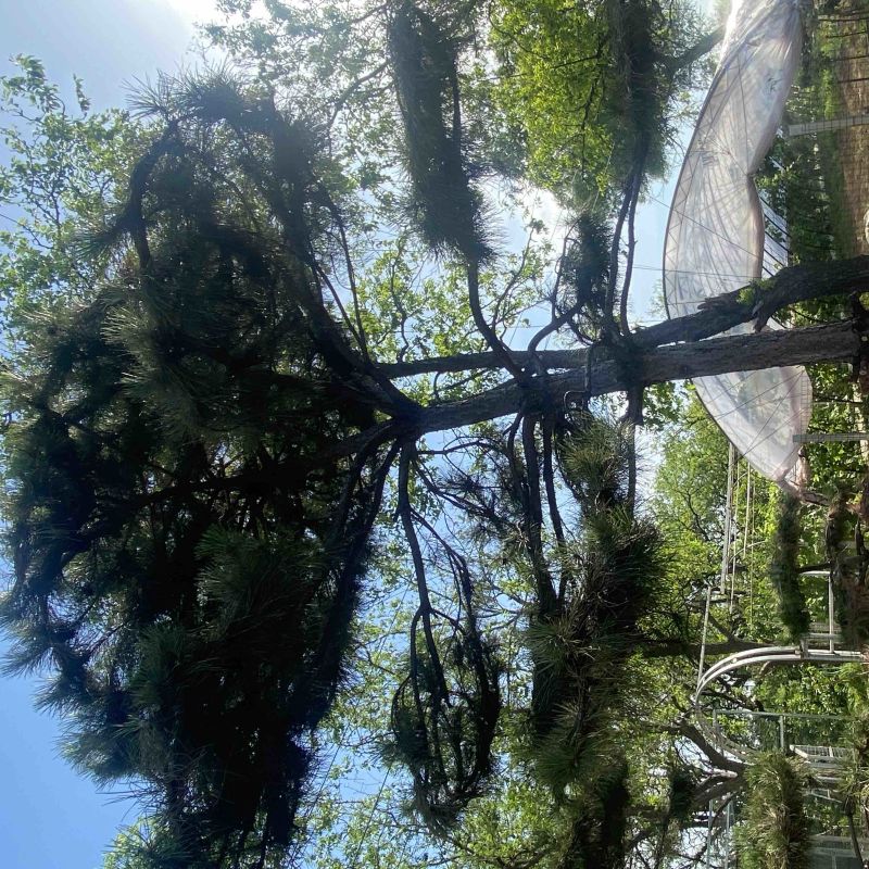 造型油松