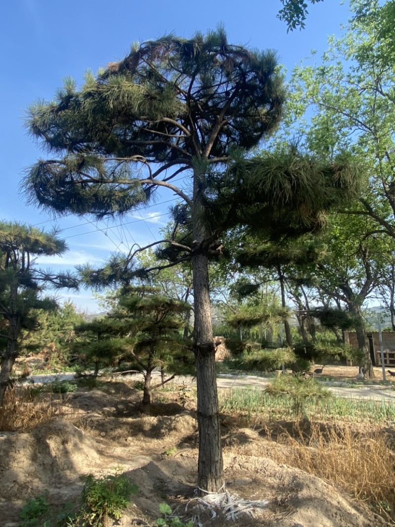 造型油松