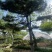 造型油松