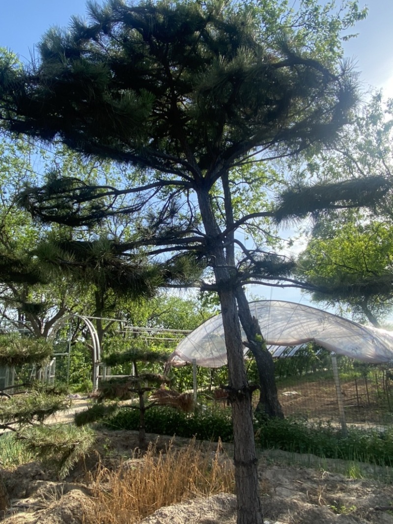造型油松