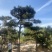 造型油松