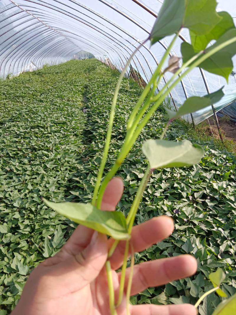 【哈密冰糖心】脱毒原原种级别红薯苗苗粗苗壮