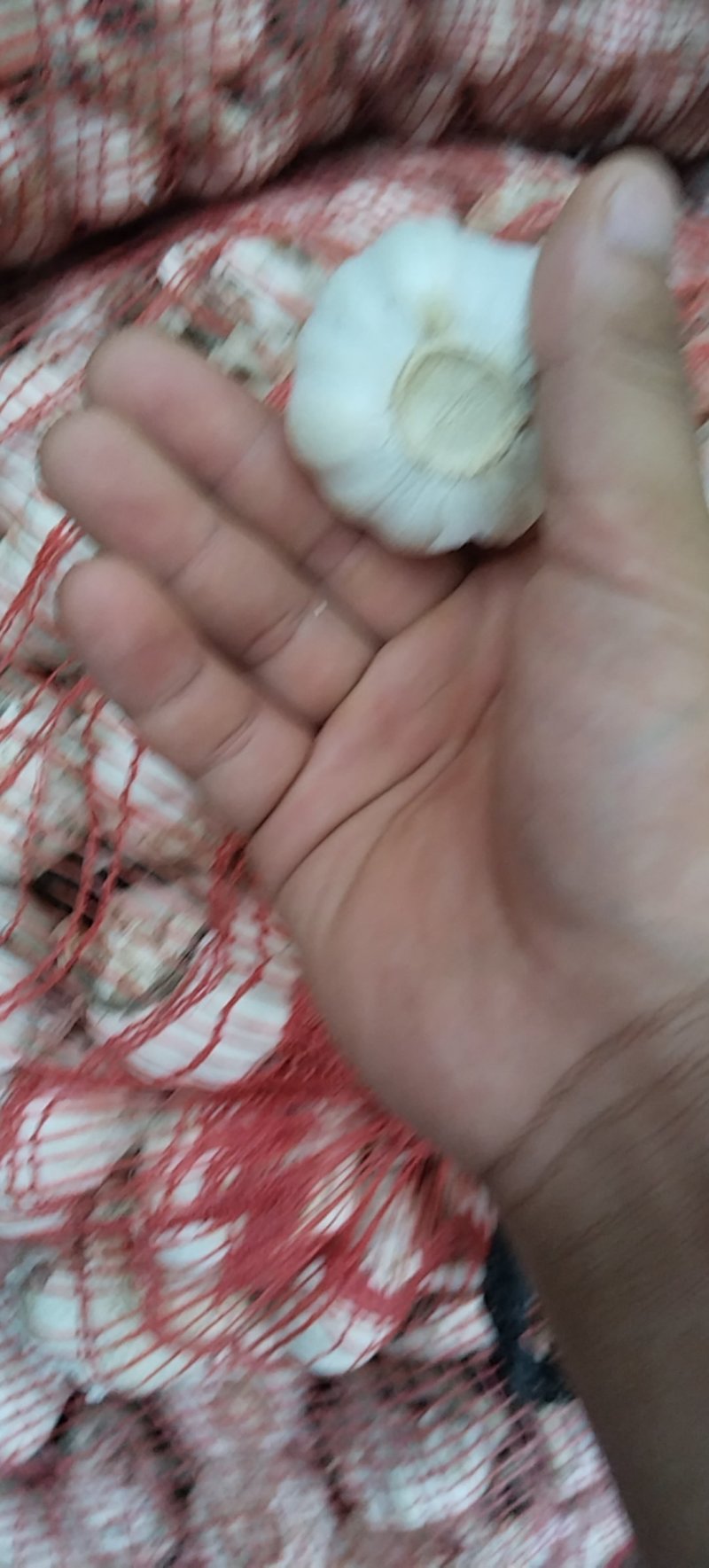 出金乡白蒜有意的老板来看看