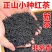 2023新茶武夷山正山小种红茶茶叶特级正宗浓香型散装罐装