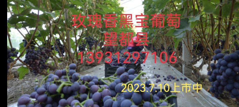 A17紫甜无核葡萄
