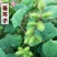 正品苍耳子中药材正宗无硫无任何添加苍耳子新货苍耳子多