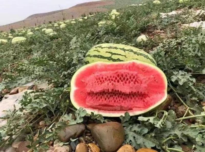 【宁夏硒砂瓜】个头大质量好糖度高大吨位供应欢迎来电合作