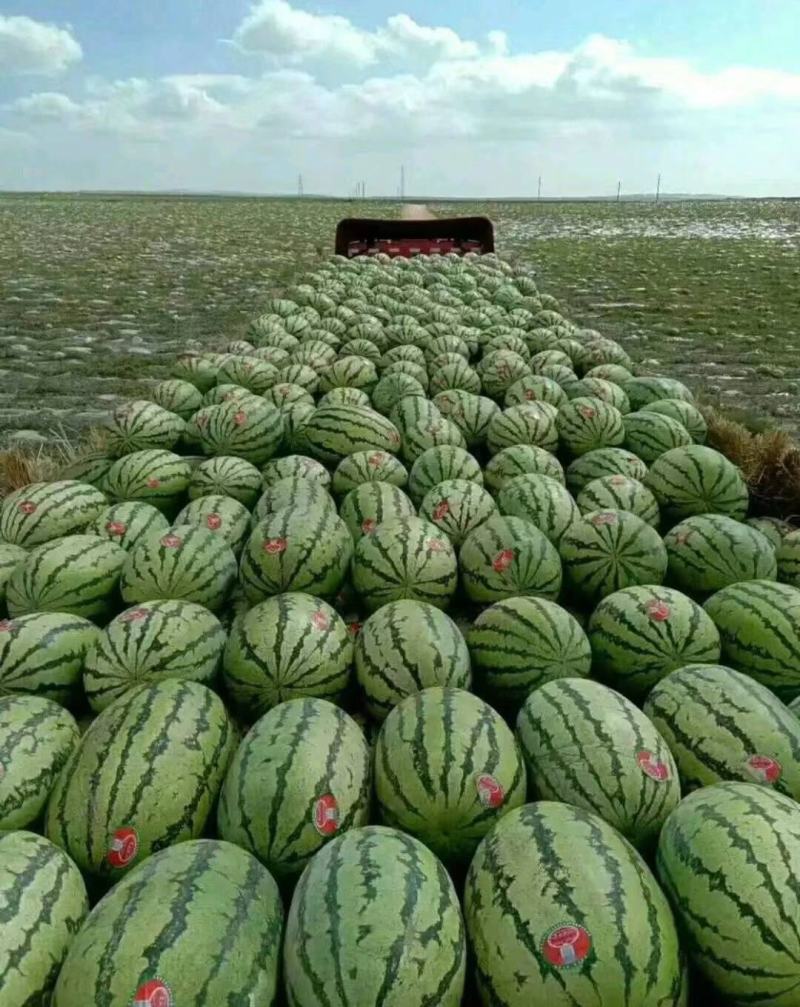 【宁夏硒砂瓜】个头大质量好糖度高大吨位供应欢迎来电合作