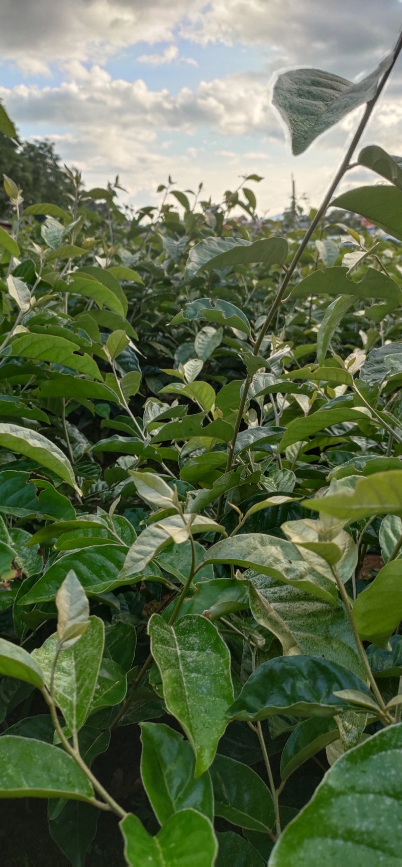 羊奶果苗德甜二号大果型(2年嫁接苗)云南芒市基地直发