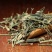 野生穿心莲500g包邮中药材穿心莲茶四方莲苦胆草榄核莲穿