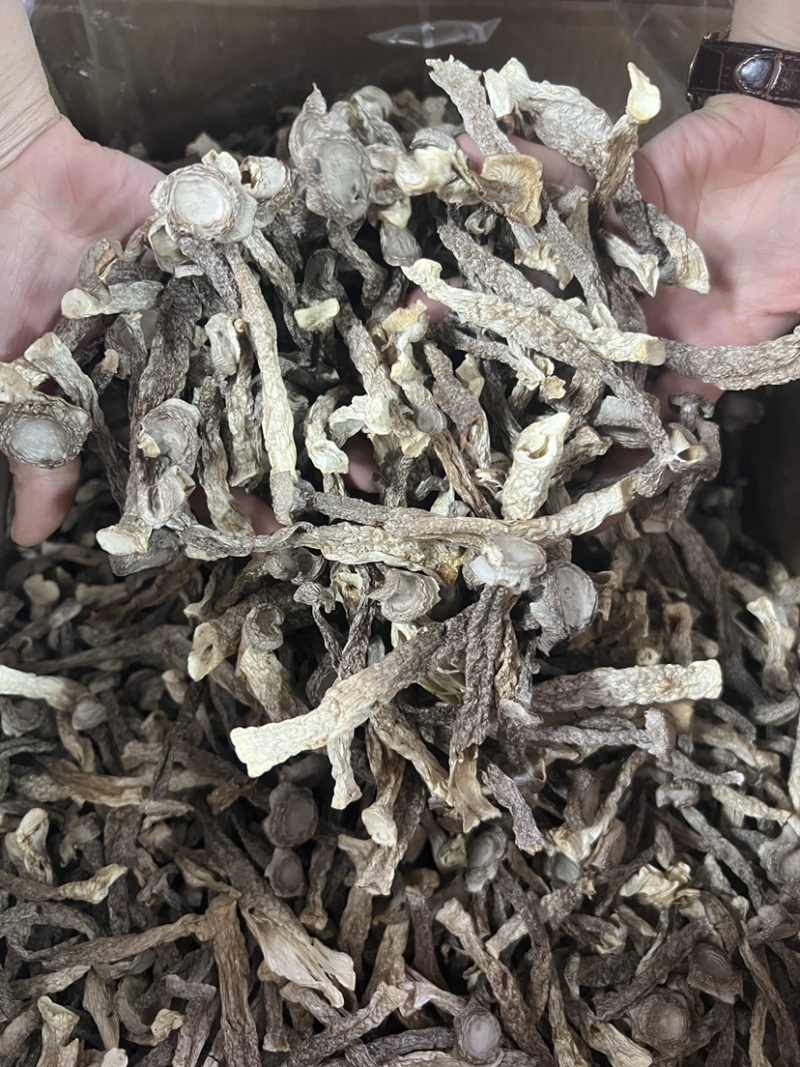 古田无硫干货鹿茸菇菌香浓郁品质保证量大从优