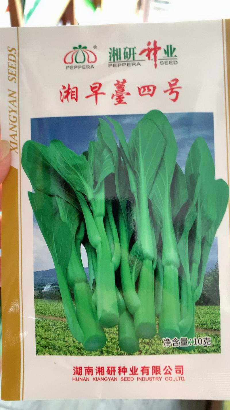 湘早苔四号白菜苔种子