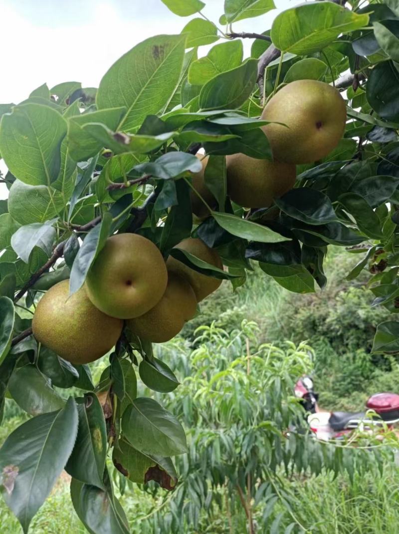 翠冠梨
