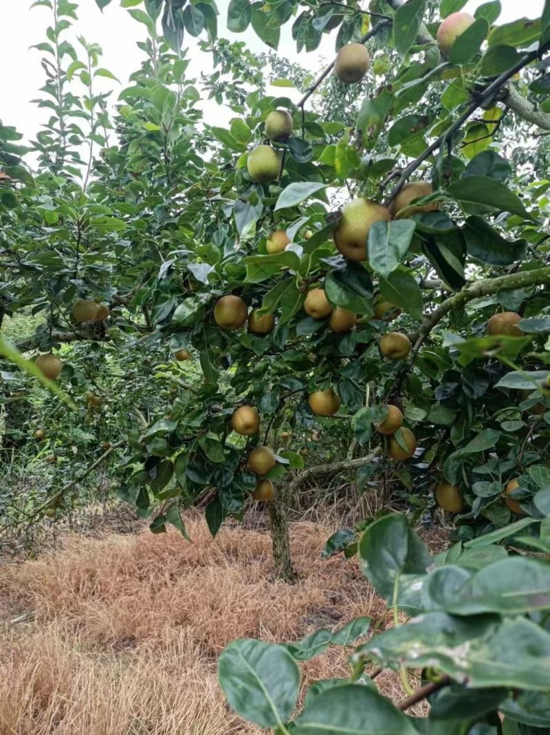 翠冠梨