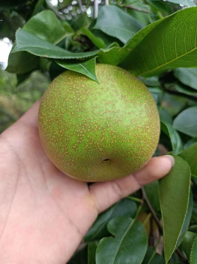 翠冠梨