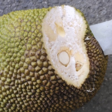 泰八菠萝蜜
