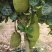 泰八菠萝蜜