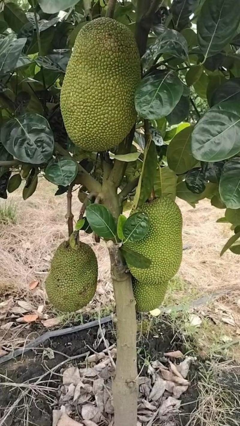 泰八菠萝蜜