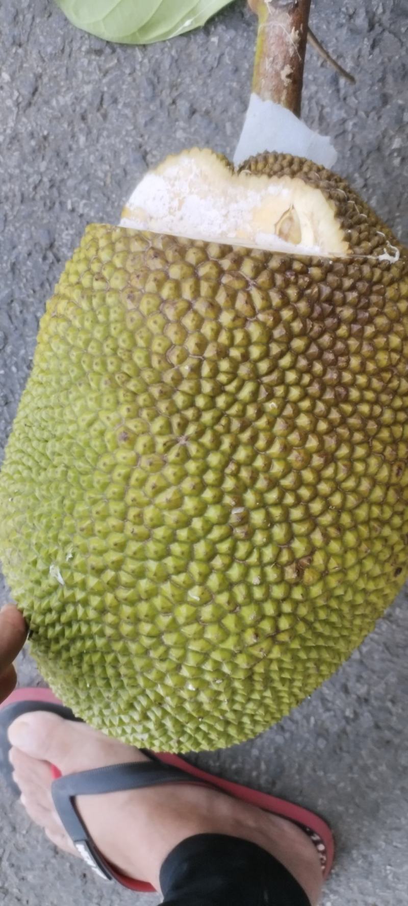 泰八菠萝蜜