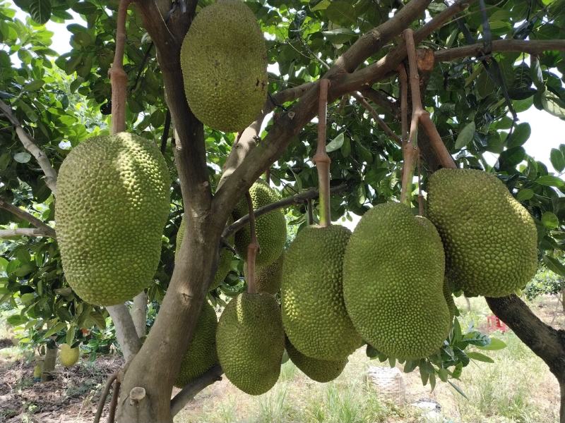 泰八菠萝蜜