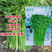 四季蔬菜种子土芹菜种子香妃青芹青香芹种子抗病耐热耐寒