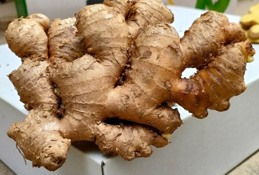 一张高清的黄姜子特写图片,展示其淡黄色表皮和新鲜的根茎结构,适合用于食材介绍 黄姜子特写图片