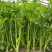 四季蔬菜种子土芹菜种子香妃青芹青香芹种子抗病耐热耐寒