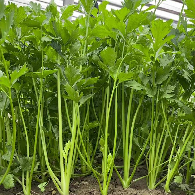 四季蔬菜种子土芹菜种子香妃青芹青香芹种子抗病耐热耐寒
