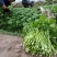 四季蔬菜种子土芹菜种子香妃青芹青香芹种子抗病耐热耐寒