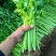 四季蔬菜种子土芹菜种子香妃青芹青香芹种子抗病耐热耐寒