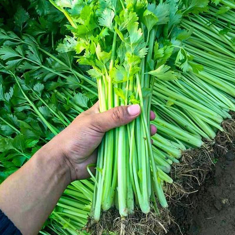 四季蔬菜种子土芹菜种子香妃青芹青香芹种子抗病耐热耐寒