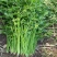 四季蔬菜种子土芹菜种子香妃青芹青香芹种子抗病耐热耐寒