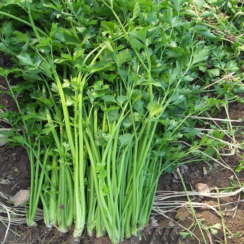 四季蔬菜种子土芹菜种子香妃青芹青香芹种子抗病耐热耐寒