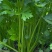 四季蔬菜种子土芹菜种子香妃青芹青香芹种子抗病耐热耐寒
