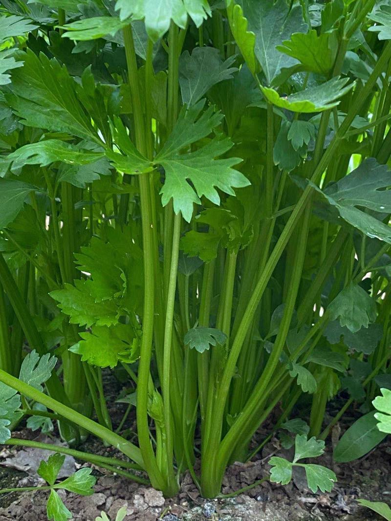 四季蔬菜种子土芹菜种子香妃青芹青香芹种子抗病耐热耐寒