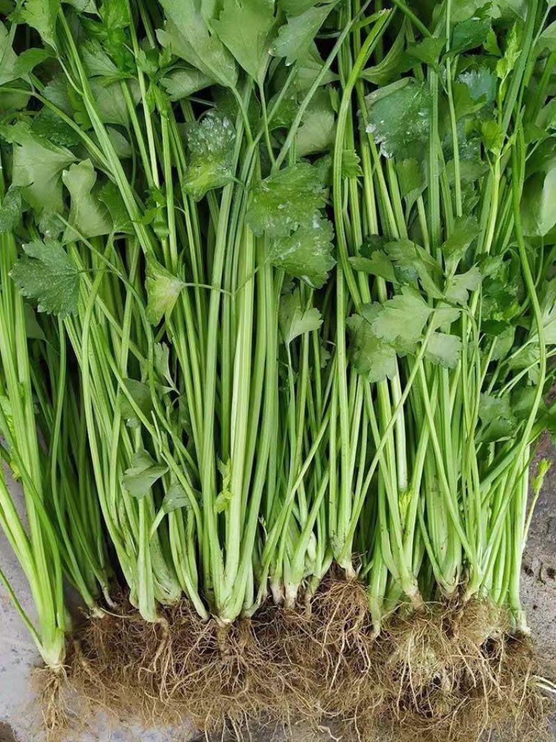 四季蔬菜种子土芹菜种子香妃青芹青香芹种子抗病耐热耐寒