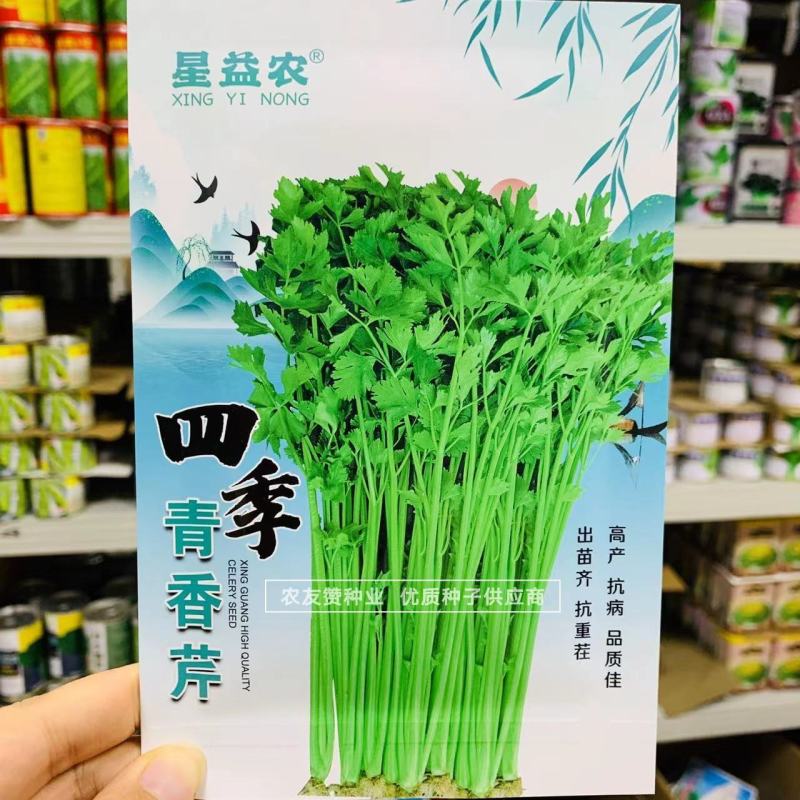 四季蔬菜种子土芹菜种子香妃青芹青香芹种子抗病耐热耐寒