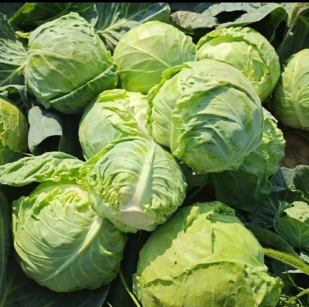 甘蓝小包菜特写图