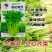 本土芹菜种子黄心芹空心芹菜种籽老品种土香芹种子香味特浓
