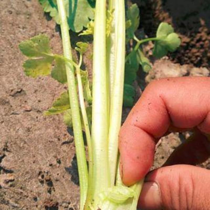 本土芹菜种子黄心芹空心芹菜种籽老品种土香芹种子香味特浓