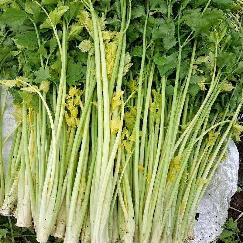 本土芹菜种子黄心芹空心芹菜种籽老品种土香芹种子香味特浓