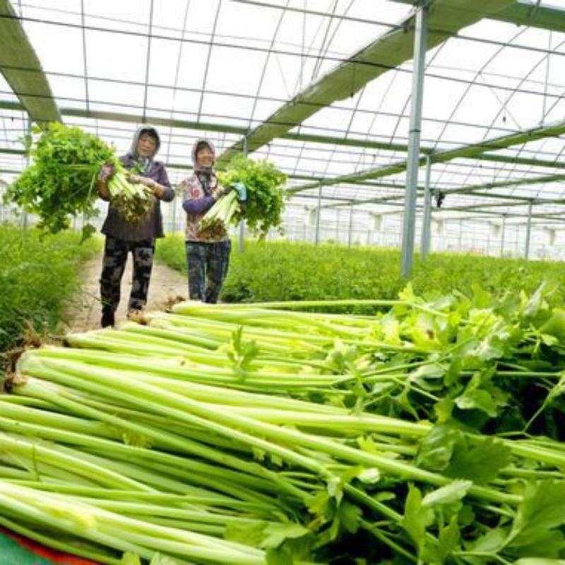本土芹菜种子黄心芹空心芹菜种籽老品种土香芹种子香味特浓