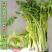 本土芹菜种子黄心芹空心芹菜种籽老品种土香芹种子香味特浓