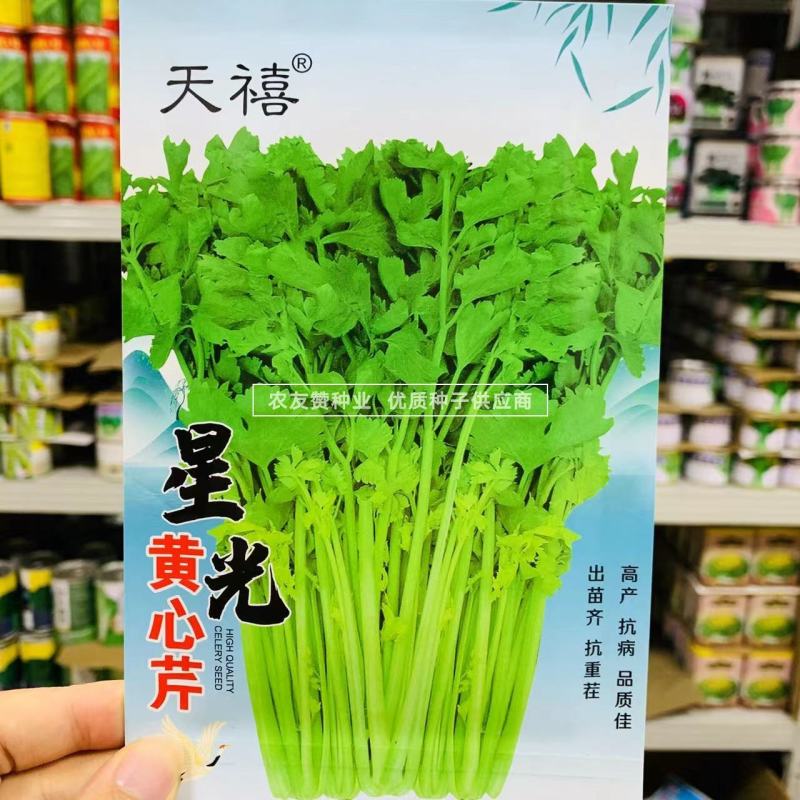 本土芹菜种子黄心芹空心芹菜种籽老品种土香芹种子香味特浓